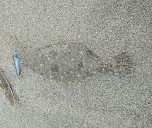 ヒラメの釣果