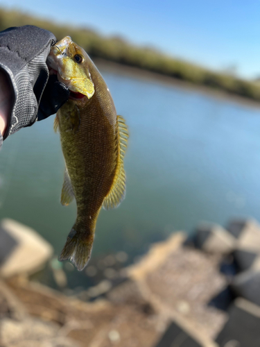 スモールマウスバスの釣果