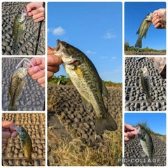 ラージマウスバスの釣果