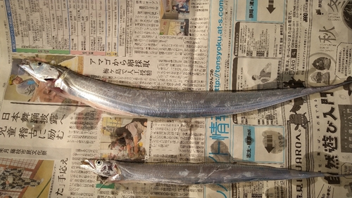 タチウオの釣果