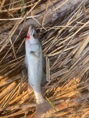 フッコ（マルスズキ）の釣果