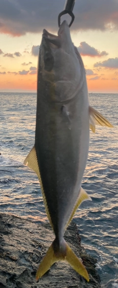 メジロの釣果