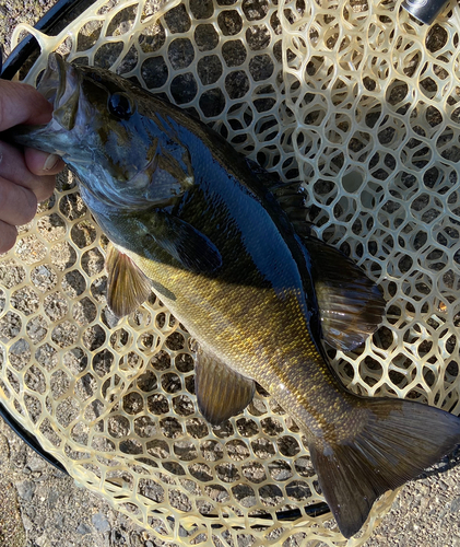 スモールマウスバスの釣果