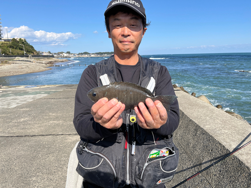 メジナの釣果