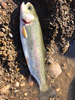 ニジマスの釣果