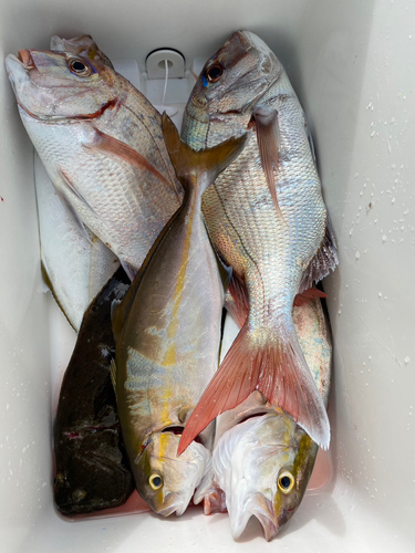 マダイの釣果