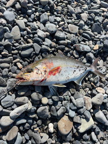 ショゴの釣果