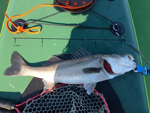 シーバスの釣果