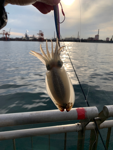 シリヤケイカの釣果