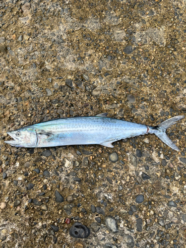 サゴシの釣果