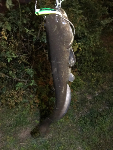 マナマズの釣果