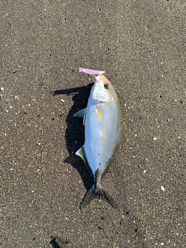 ショゴの釣果