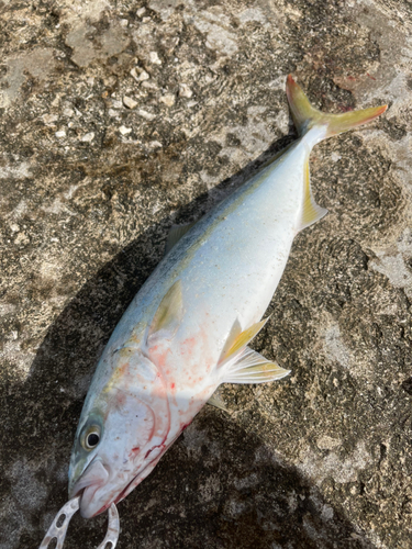 ワカシの釣果