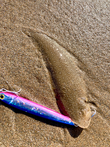 シタビラメの釣果