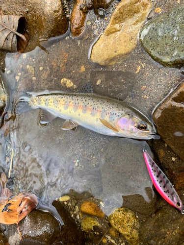 ニジマスの釣果