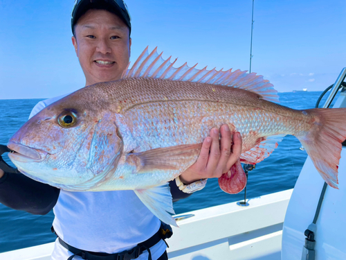 マダイの釣果