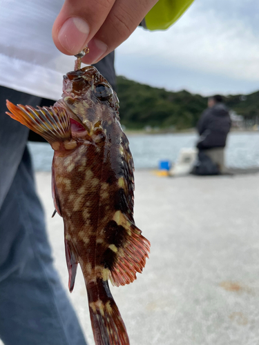 カサゴの釣果