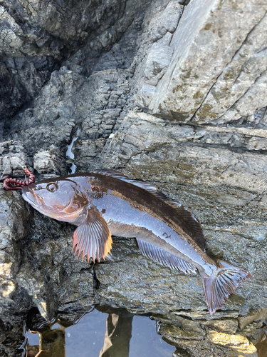 アイナメの釣果