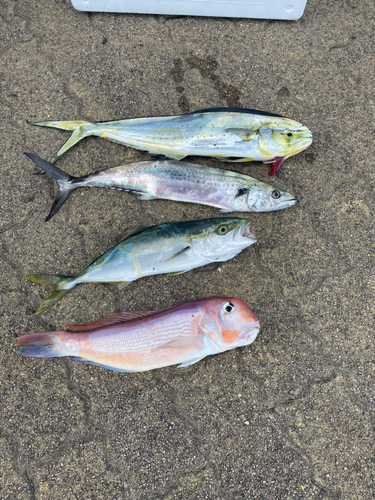 アマダイの釣果