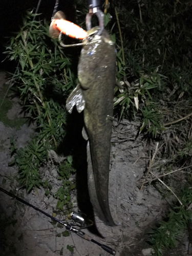 マナマズの釣果