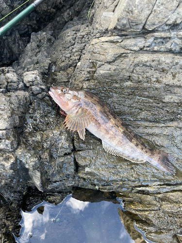 アイナメの釣果