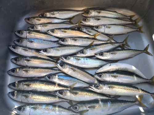 サバの釣果