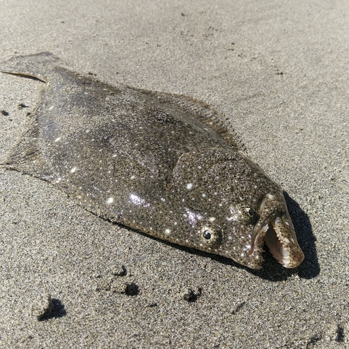 ソゲの釣果