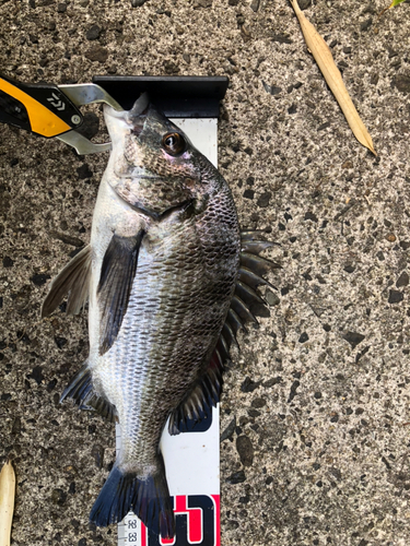 クロダイの釣果