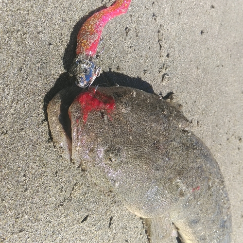 マゴチの釣果