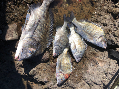 チヌの釣果