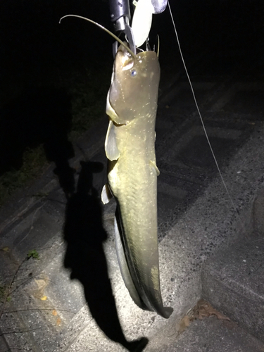 マナマズの釣果