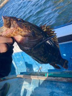 タケノコメバルの釣果