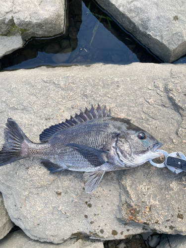 チヌの釣果