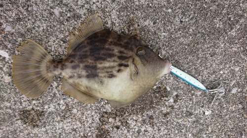 カワハギの釣果