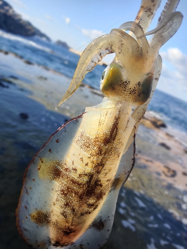 アオリイカの釣果