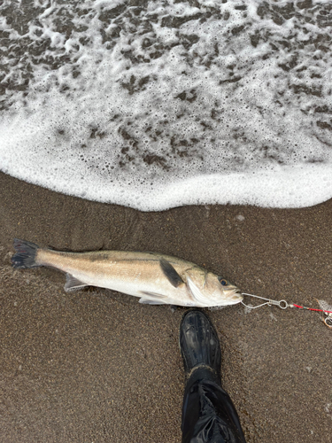 スズキの釣果