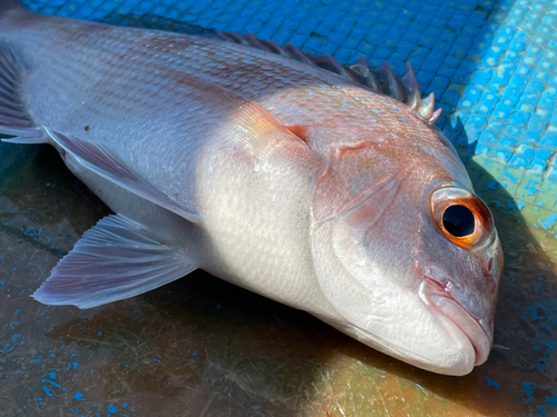 タイの釣果