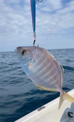 カイワリの釣果