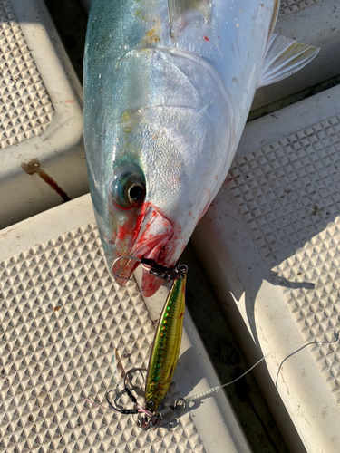 ハマチの釣果