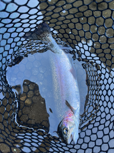 ニジマスの釣果