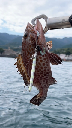 オオモンハタの釣果