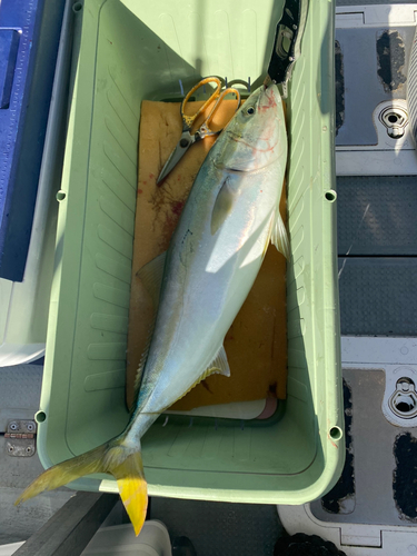 ハマチの釣果