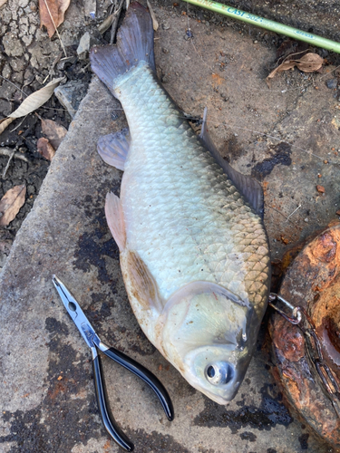 フナの釣果