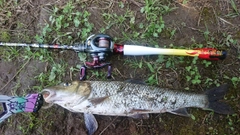 ニゴイの釣果