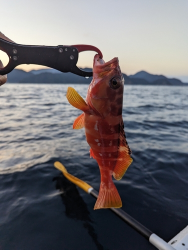 アカハタの釣果