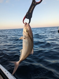 ショゴの釣果