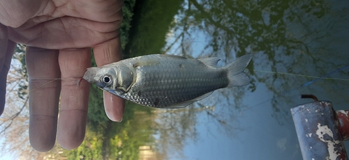 フナの釣果