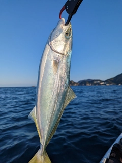 ショゴの釣果