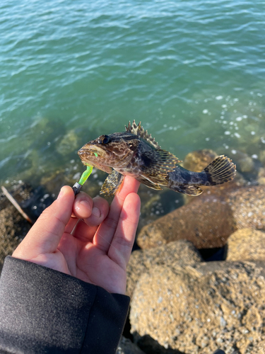 タケノコメバルの釣果