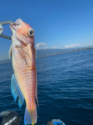 アマダイの釣果